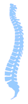 spine